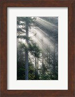 Framed Sun Rays Shining Through Foggy Pine Trees