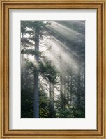 Framed Sun Rays Shining Through Foggy Pine Trees