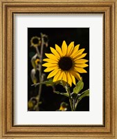 Framed Backlit Sunflower, Santa Fe, New Mexico