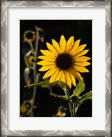 Framed Backlit Sunflower, Santa Fe, New Mexico