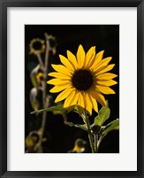 Framed Backlit Sunflower, Santa Fe, New Mexico