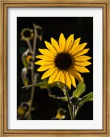 Framed Backlit Sunflower, Santa Fe, New Mexico