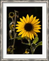 Framed Backlit Sunflower, Santa Fe, New Mexico