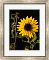 Framed Backlit Sunflower, Santa Fe, New Mexico