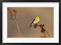 Framed American Goldfinch Feeding On Sunflower Seeds