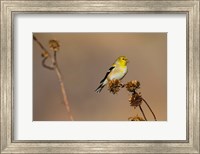 Framed American Goldfinch Feeding On Sunflower Seeds