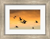 Framed Cranes And Geese Flying, New Mexico