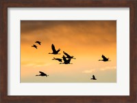Framed Cranes And Geese Flying, New Mexico