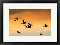 Framed Cranes And Geese Flying, New Mexico