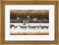 Framed Sandhill Cranes Flying, New Mexico