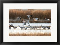 Framed Sandhill Cranes Flying, New Mexico
