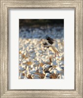 Framed Snow Geese Landing In Corn Fields, New Mexico