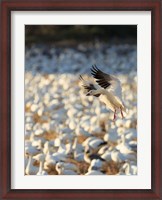 Framed Snow Geese Landing In Corn Fields, New Mexico