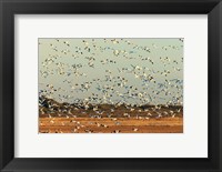 Framed Snow Geese Taking Off From Their Morning Roost, New Mexico
