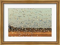 Framed Snow Geese Taking Off From Their Morning Roost, New Mexico