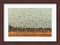 Framed Snow Geese Taking Off From Their Morning Roost, New Mexico