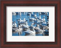 Framed Ross's And Snow Geese In Freshwater Pond, New Mexico