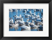 Framed Ross's And Snow Geese In Freshwater Pond, New Mexico