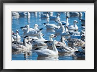 Framed Ross's And Snow Geese In Freshwater Pond, New Mexico