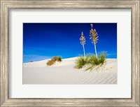 Framed Soaptree Yucca And Dunes, White Sands National Monument, New Mexico