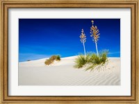 Framed Soaptree Yucca And Dunes, White Sands National Monument, New Mexico