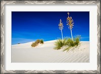 Framed Soaptree Yucca And Dunes, White Sands National Monument, New Mexico