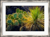 Framed Cactus On Malpais Nature Trail, New Mexico