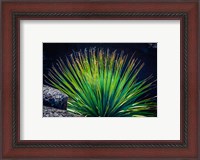 Framed Succulent On Malpais Nature Trail, New Mexico