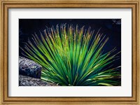Framed Succulent On Malpais Nature Trail, New Mexico