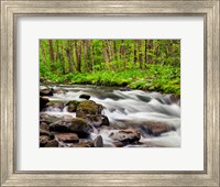 Framed Water Flows At Straight Fork, North Carolina