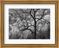 Framed Tree Caught In Dawn's Early Light, North Carolina (BW)