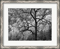 Framed Tree Caught In Dawn's Early Light, North Carolina (BW)