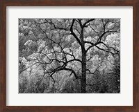 Framed Tree Caught In Dawn's Early Light, North Carolina (BW)