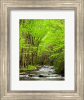 Framed Straight Fork River, North Carolina