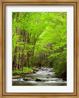 Framed Straight Fork River, North Carolina