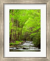 Framed Straight Fork River, North Carolina