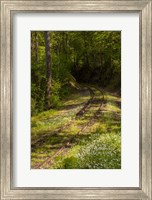 Framed Overgrown Abandoned Rail Line, North Carolina