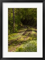 Framed Overgrown Abandoned Rail Line, North Carolina