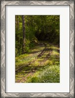 Framed Overgrown Abandoned Rail Line, North Carolina