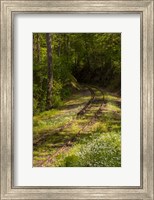 Framed Overgrown Abandoned Rail Line, North Carolina