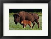 Framed American Bison And Calf