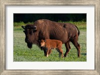 Framed American Bison And Calf
