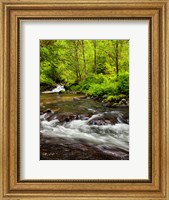 Framed Siuslaw National Forest, Sweet Creek, Oregon