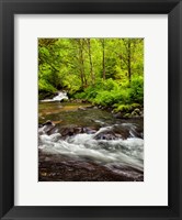 Framed Siuslaw National Forest, Sweet Creek, Oregon