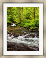 Framed Siuslaw National Forest, Sweet Creek, Oregon