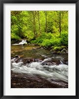 Framed Siuslaw National Forest, Sweet Creek, Oregon