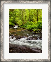 Framed Siuslaw National Forest, Sweet Creek, Oregon