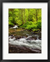 Framed Siuslaw National Forest, Sweet Creek, Oregon