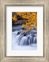 Framed Rogue River Waterfalls In Autumn, Oregon