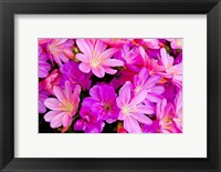 Framed Close-Up Of Columbian Lewisia